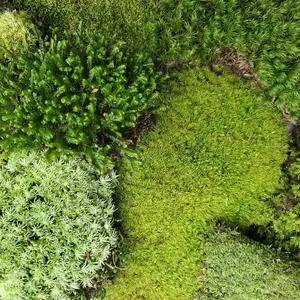 Live Terrarium Moss Assortment 6"x9" Ziplock Variety Bag Fairy Garden Paludarium Kokedama Reptile Habitat Isopods Bonsai Mood Cushion Fern