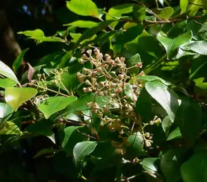 Syzygium smithii | Lilly Pilly | Monkey Apple | Acmena Eugenia | 10_Seeds