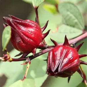 15+Roselle Seeds Asian Sour Leaf Red Sorrell Florida Cranberry Jamaican Tea USA