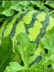100 PCS Watermelon Seeds, Lazy Man's Watermelon, for Planting Heirloom and Non GMO, Seeded Watermelon, Nutritious, Can be Replanted Every Year