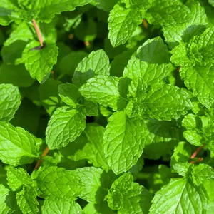 50 Spearmint Seeds - Natural Green Seeds for Growing Spearmint Plants