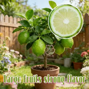 Lime Tree Seedlings | Cultivate this compact citrus seedling into a productive tree that produces large, bright green lime with fruity, sour flavors and juicy, light green flesh, bringing fresh citrus aromas