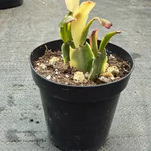 Variegated Christmas Cactus – Rare Holiday Succulent | 2–3 Rooted Cuttings Per Pot | Colorful Houseplant Gift, Easy Care