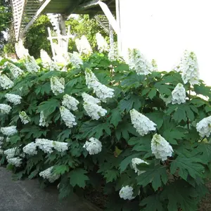 Alice Oakleaf Hydrangea