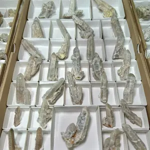 WITCHES FINGERS WHOLESALE FLAT