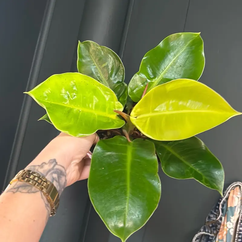 philodendron moonlight