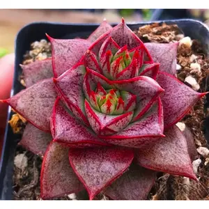 2"Live Succulent Echeveria Purpusorum