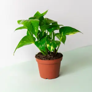 Golden Pothos Live House Plant