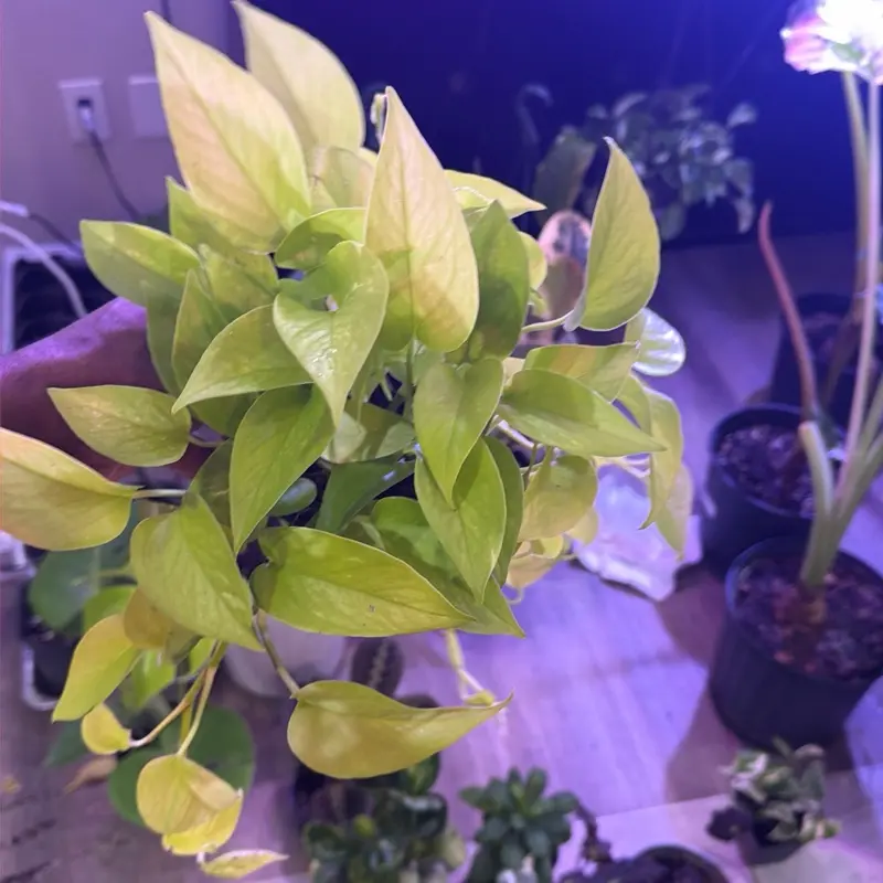 Neon pothos