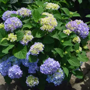 Azure Skies™ Hydrangea
