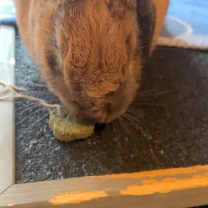 21 Pcs Rabbit Chew Toys for Teeth, Rabbit Toys Apple Wood Grass Timothy Sticks Chew and Treat for Guinea Pigs Hamster Chinchillas