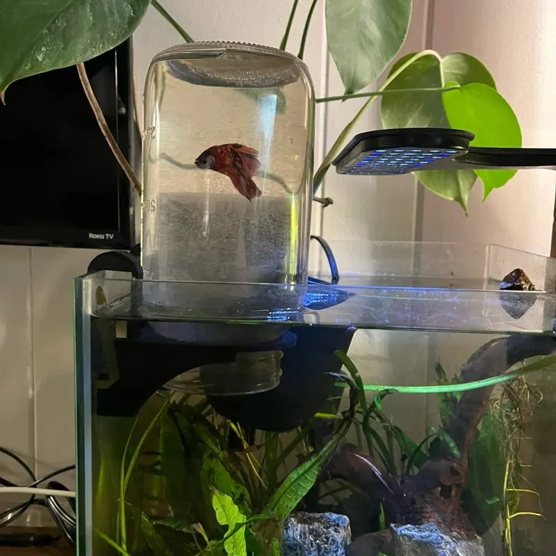 Mason Jar And Inverted Aquarium Holder