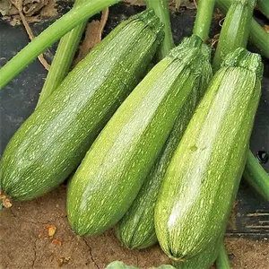 Grey Zucchini Seeds - 20+ Count - for 2025 Planting Mexican Gray Zucchini Summer Squash Kousa Calabacita Courgette Marrow Harakun Garden Vegetable Fresh Grow Your Own Home Farm Patio