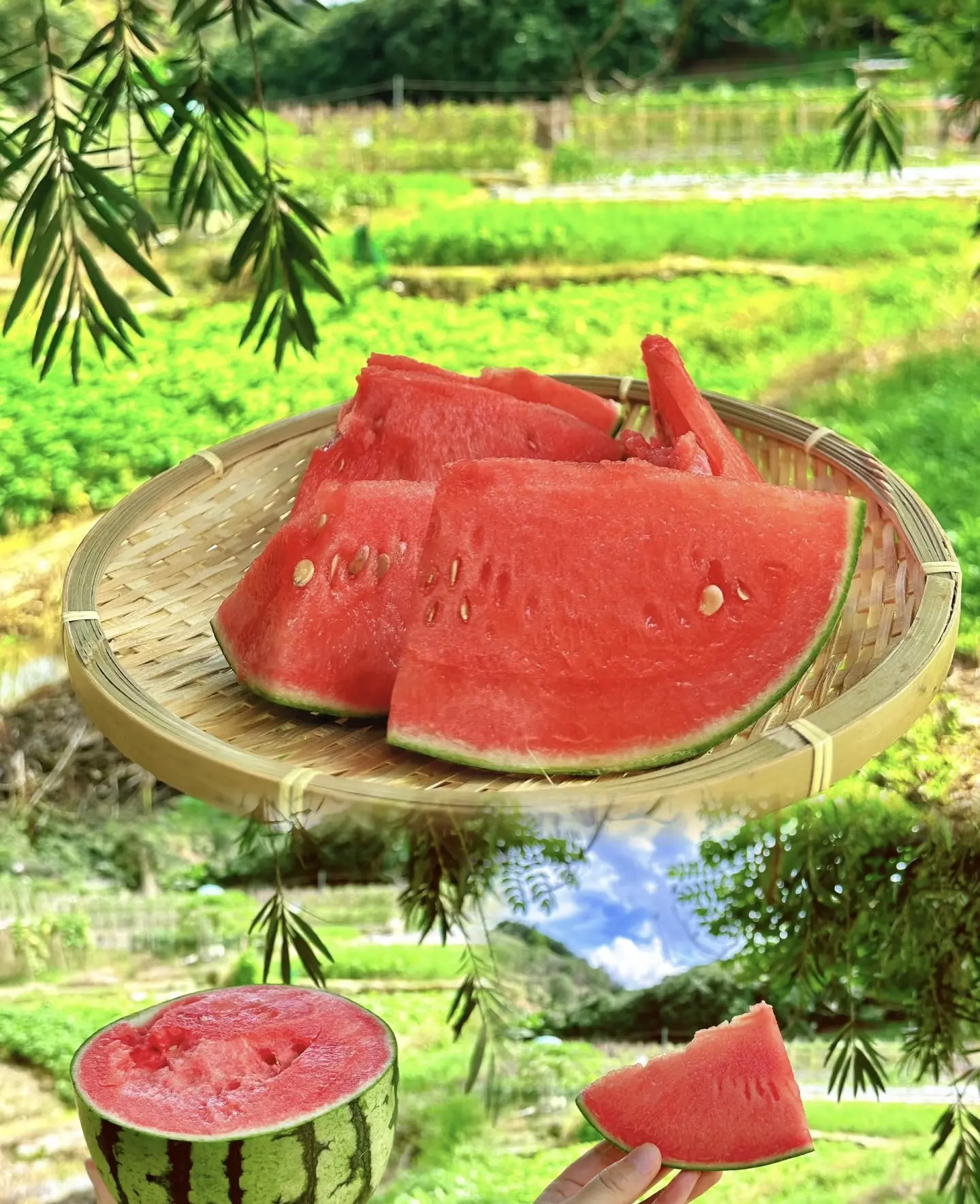 50 rare watermelon seeds, with thin skins and easy growth, are the first choice for beginners