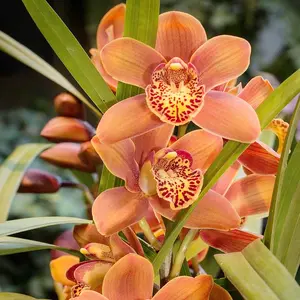 200 Pcs Mix Cymbidium Orchid Seeds for Planting Fragrant Flower Seeds