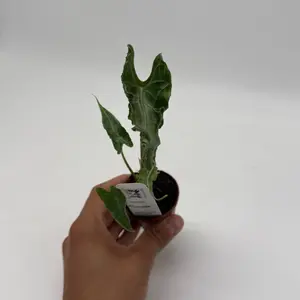 Alocasia teletubie  2” Pot – starter plug Rare Collector Plant | Velvety Heart Leaves | Indoor Tropical Beauty
