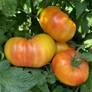 Tomato Plant 4" Pot Hillbilly Tomato Flame Tomato