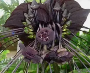 Tacca chantrieri | Bat Flower | Cats Whiskers | Devil Flower | 20_Seeds