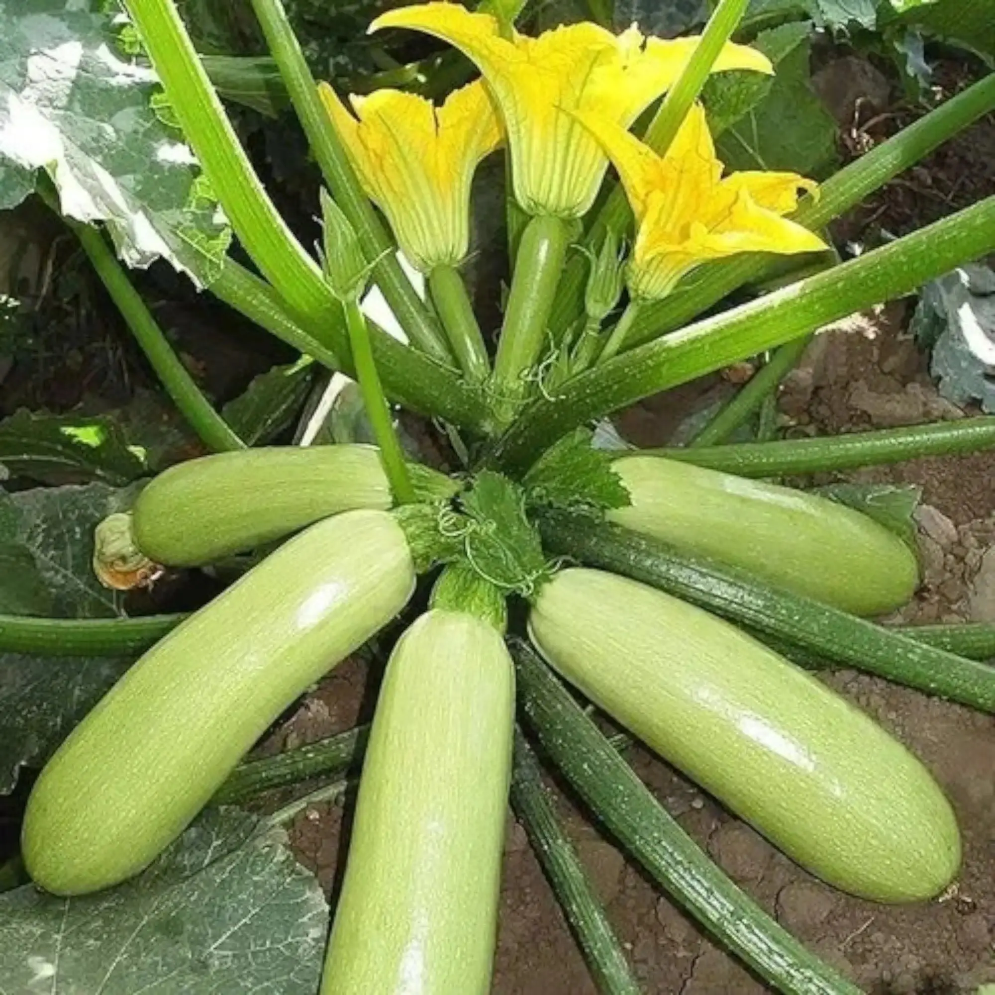Green Cylindrical Zucchini Seed Pack (30 Seeds) - Fast-Growing, High-Yielding Summer Squash for Home Gardeners, Full Sun Plants (24-36 in), Harvest Early, Ideal for Stir Fries, Grilling, Baking, Smooth Skin Cylindrical Fruit