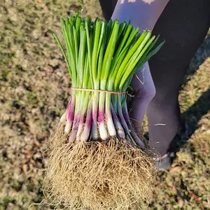 Hoss Ruby Red Onion Plant Bundle | 50 Plants | Long-Day Onion Plants