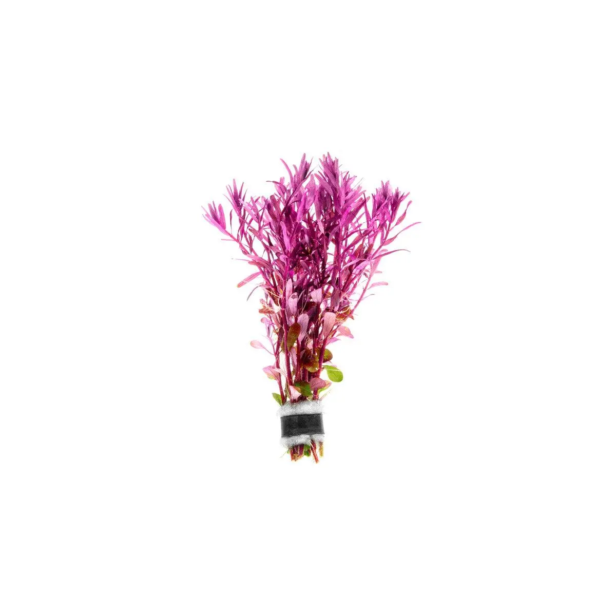 Rotala Narrow Leaf Sp. Red
