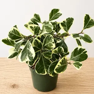 Ficus Triangularis Variegata 4’Potted