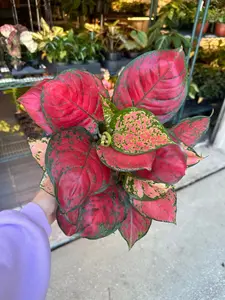 Aglaonema lady valentine - 6" pot