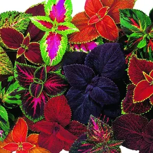 Mixed Coleus Seeds Rainbow Heirloom Non GMO Painted Nettle Vibrant Multi Color Foliage Easy Grow for Indoor Pots Outdoor Gardens Shade Friendly Compact Plants