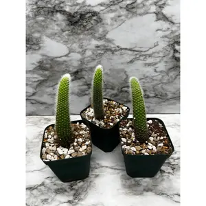 Hilderwintera/Cleistocactus winteri subsp. colademono - Monkey's Tail