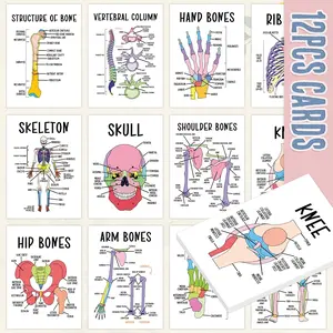 12Pcs Anatomy Flash Cards, Learning Flash Cards, Vocabulary Flashcards for Human Skeleton Systems, Study Guide for Medical and Nursing, Includes Skeletal System Diagrams, Labeled Male & Female Bones, Terminology, Bone Identification Chart