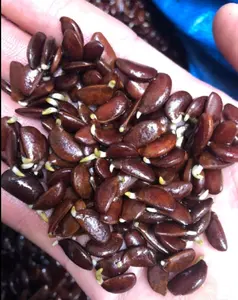 120 Seed Japanese Persimmon for Planting Non GMO Heirloom FuYu Persimmon