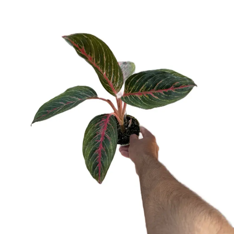 Aglaonema “Garnet” - 4 Inch