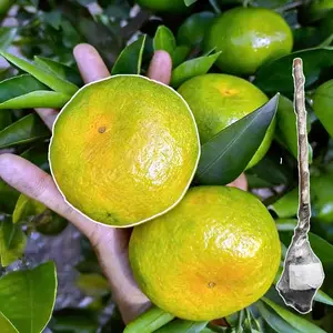 Early-maturing green-skinned tangerine seedlings | Sweet seedless citrus tree, cold-resistant and drought-resistant, with a high survival rate, making it an ideal choice for garden orchard planting