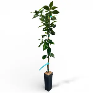 Ponkan Mandarin Tree | No Ship CA AZ LA FL | Sweet Honey Orange, Easy Peel & Juicy Citrus Flavor | Premium Indoor Outdoor Citrus Tree