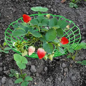 10-Pack Strawberry Planting Rack with 3 Stable Legs, Strawberries Support Stand, Plant Supports Stakes, Potted Fruit Holder, Durable Fruit Tray