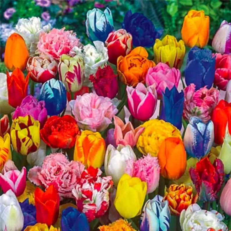 50 Mixed Color Tulip Seeds Fragrant Flower Plant (much less money than bulbs) - FRESH SEEDS - Limited Supply - Order Soon - Thank You
