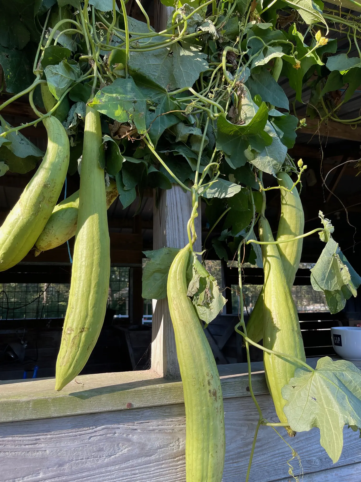 700 Luffa / Loofah Gourd Seeds- Make sponges and soap. (3oz which is approx 700 seeds ONLY USA shipping.