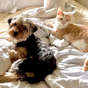 background preload poster image 