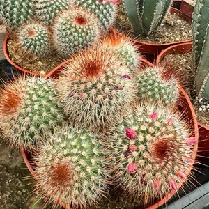 Mammillaria Red Headed Irishman 6 inch pot Cactus
