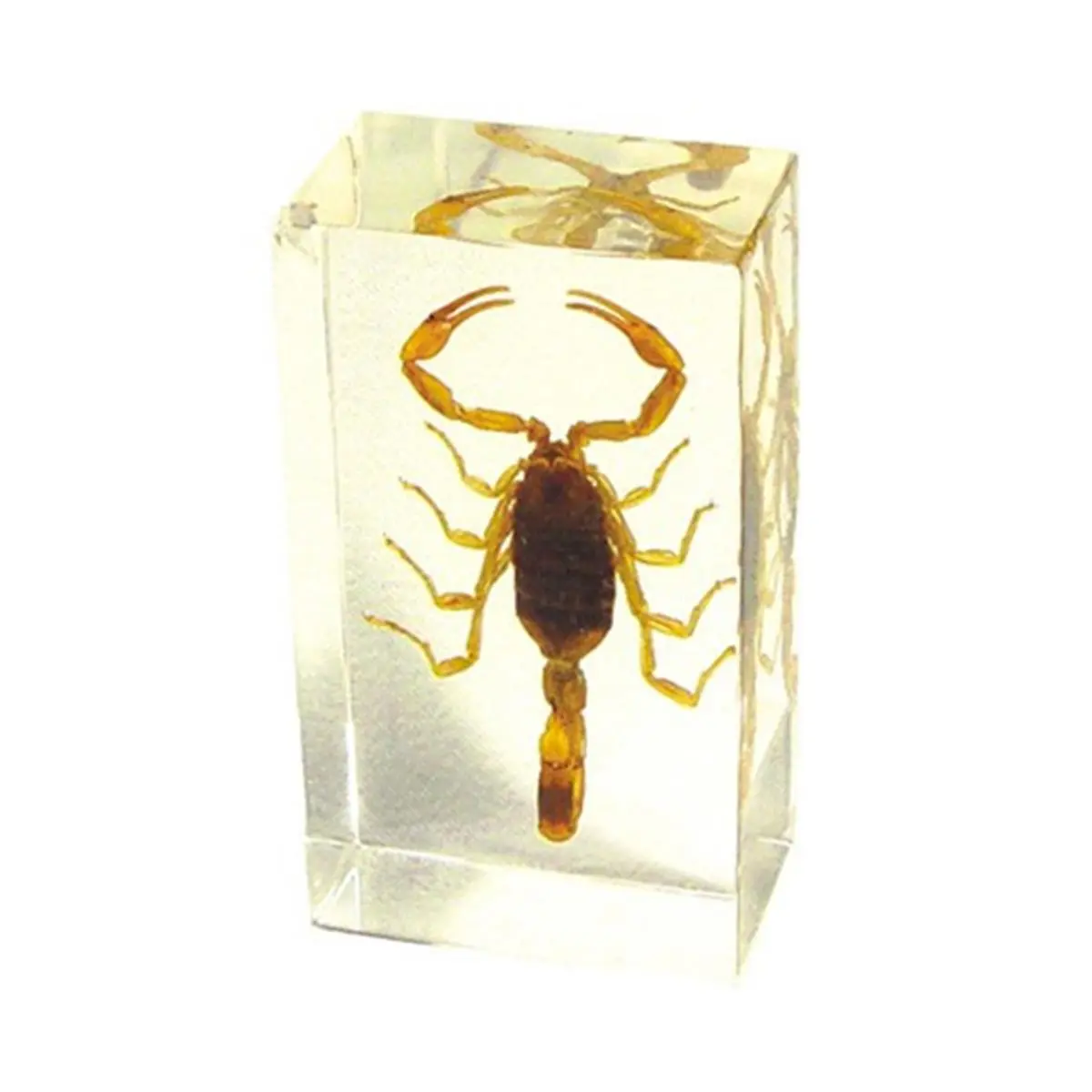 212 MAIN Preserved Real Scorpion & Insect Paperweight - Regular-Medium Size Transparent Decor Ornament with Flowers & Leaf, Office Desk Accessory for Home House Decor, Interior Decoration Accessories & Ornaments Statues
