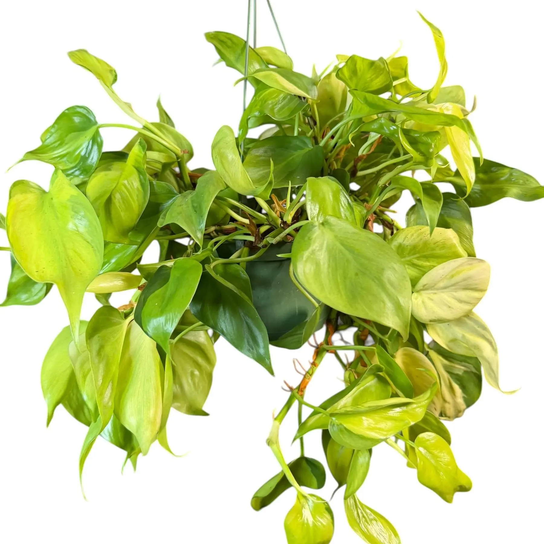 prince of orange philodendron for sale Philodendron Prince of Orange | Philodendron Orange in 4” Pot | Rare Potted  Indoor Plants for Delivery | Houseplant for sale