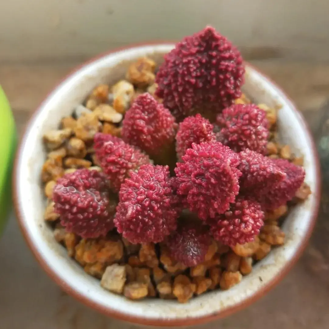 Adromischus marianae var. herrei Rare Succulent Plant Bare Root | Live Collector Succulent | Easy Care Indoor Plant | Beginner Friendly Home & Garden Decor | Perfect Gift #Succulent #Adromischus #RarePlants #PlantTok #HomeDeco