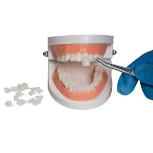Dental Model, 1 Count Dental Veneer Patch, Simulation Standard Teaching Practice Tooth Model, Denture Bonding & Removal Tool, Dental Supplies, Denture Pellets