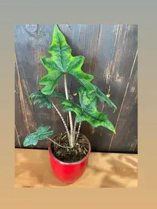 Alocasia Jacklyn "Rare Plant" : Indoor Plants - Easy Care Houseplant - Starter Plant ,Live Indoor, Easy to Grow - Beginner Plant - 2" Pot inches