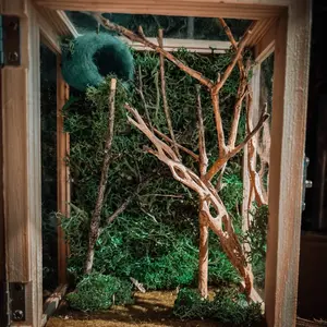 Jumping Spider Enclosure