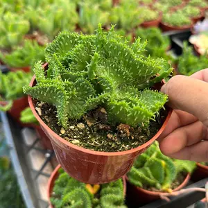 Euphorbia Medusa Crested 4in pot plant succulent