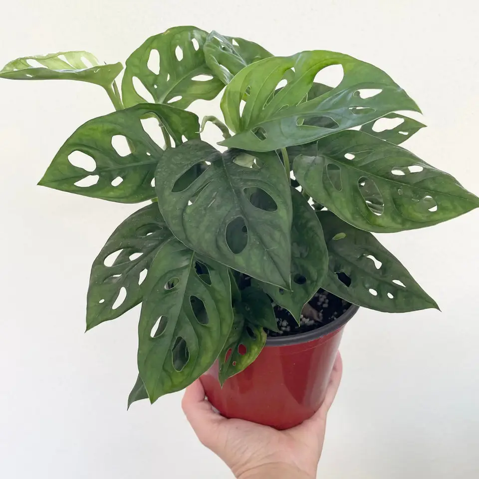 Monstera adansonii (wide/round form) - swiss cheese plant - 6" pot