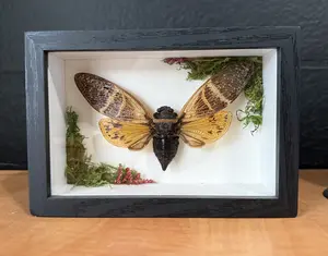 Giant Cicada Shadow Box with Real Specimen Mounted on Moss for Decor
