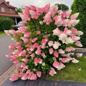 50 Strawberry Hydrangea Seeds – Romantic Pink and White Blooms – Cone-Shaped Clusters for Garden or Patio – Long Blooming Season – Zones 4–9