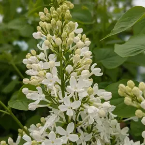 Betsy Ross Lilac
